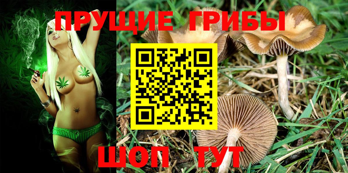 Псилоцибиновые грибы прущие грибы  Вход с VPN  где продают   Губаха  Галлюциногенные грибы Psilocybe 